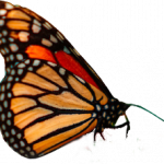 Monarch Gardens logo